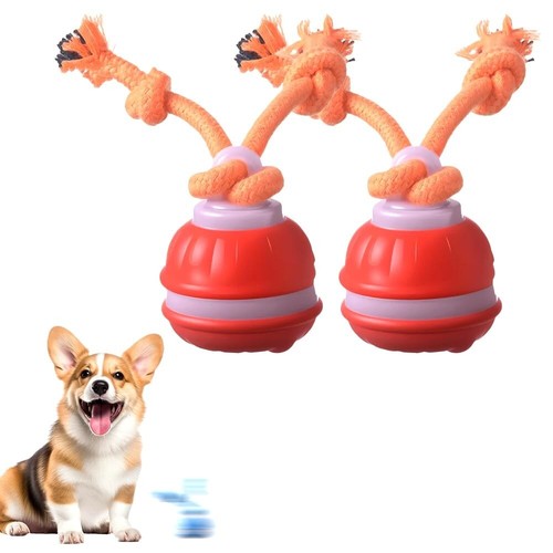 Smart dog puppy bouncing - smart,