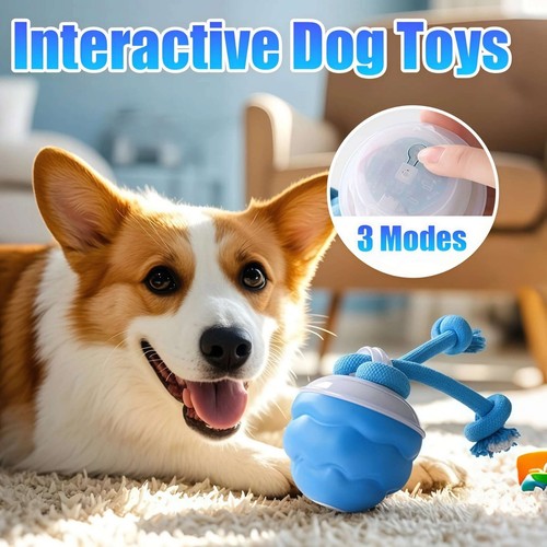 Chase buddy dog - chase,