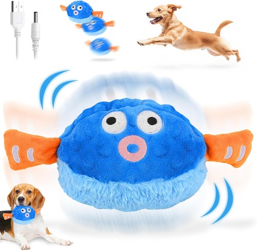 Active moving pet - moving,