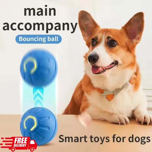 Smart dog puppy bouncing - dog,