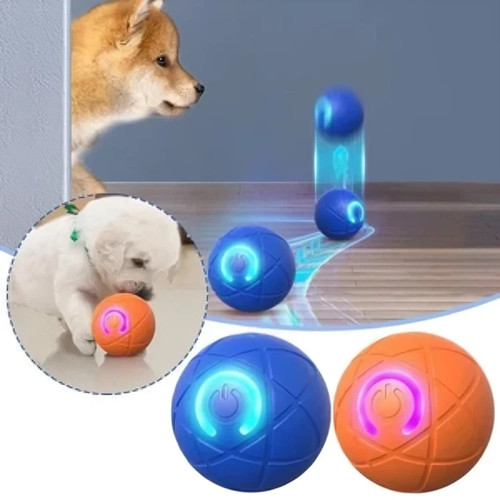 Smart dog puppy bouncing - dog,